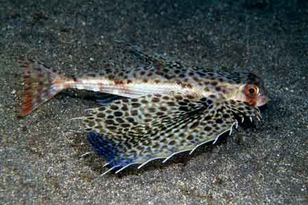 F-90X 60mm G400 �吣��