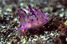 F-90X 60mm RVP �吣��