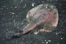 F-90X 60mm RVP �吣��