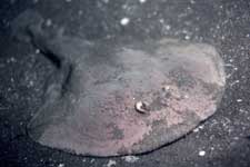 F-90X 60mm RVP �吣��