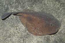 F-90X 60mm RVP �吣��