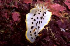 F-90X 60mm RVP �z�O