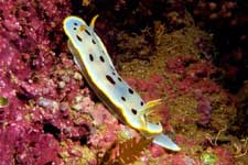 F-90X 60mm RVP �z�O