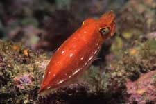 F-90X 60mm RVP �x��