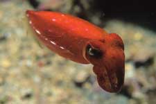 F-90X 60mm RVP �x��