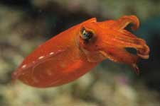 F-90X 60mm RVP �x��