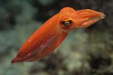 F-90X 60mm RVP �x��