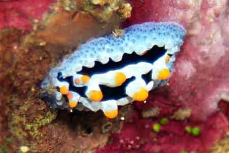 F-801 28-70mm REALA �V�p�_��