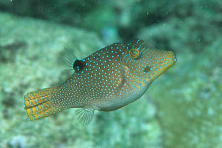 F-90X 60mm RVP �T�C�p��