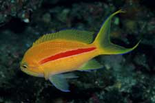 F-90X 60mm RVP �ɓ��哇