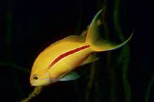 F-90X 60mm RVP �吣��