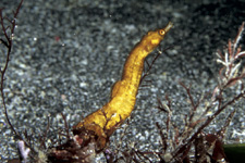 F-90X 60mm RVP �ɓ��C�m����