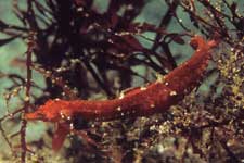 F-90X 60mm RVP �ɓ��C�m����