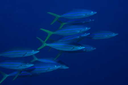 F-90X 60mm RVP �x��