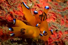 F-90X 60mm RVP �吣��