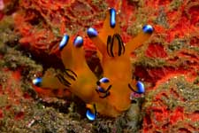 F-90X 60mm RVP �吣��