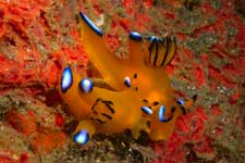 F-90X 60mm RVP �吣��