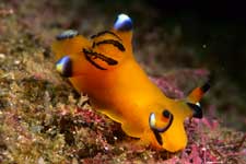 F-90X 60mm RVP �吣��