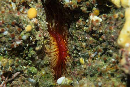 F-90X 60mm RVP �T�C�p��