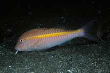 F-90X 60mm RVP �吣��