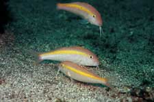 F-90X 60mm RVP �x��