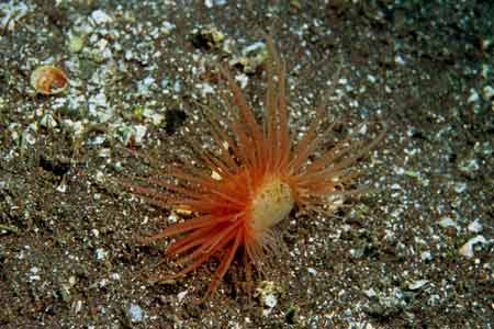 F-90X 60mm RVP �吣��