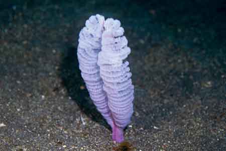 F-90X 60mm RVP �ɓ��哇