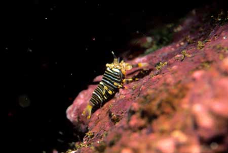 F-90X 60mm RVP �ɓ��C�m����