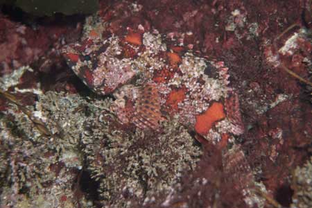 F-90X 60mm G400 �ɓ��C�m����