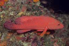 F-801 28-70mm REALA �V�p�_��