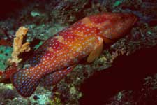 F-90X 60mm RVP �V�p�_��