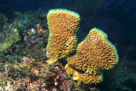 F-90X 60mm RVP �x��